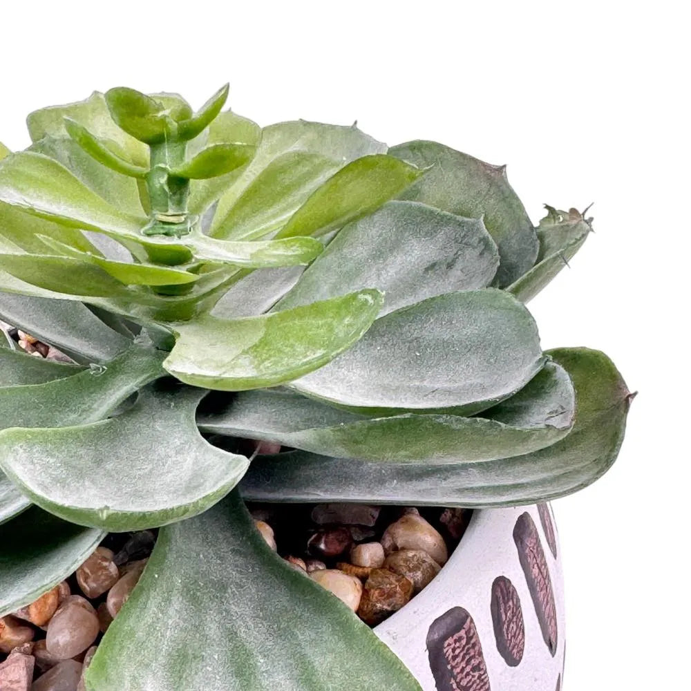 Planta Artificial Peperomia